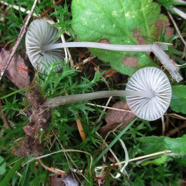 Мицена молочная (Mycena galopus)