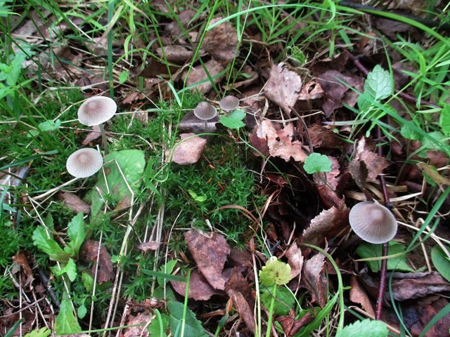 Мицена молочная (Mycena galopus)