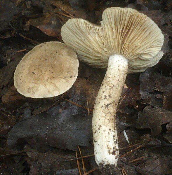 Млечник беззоновый (Lactarius azonites)