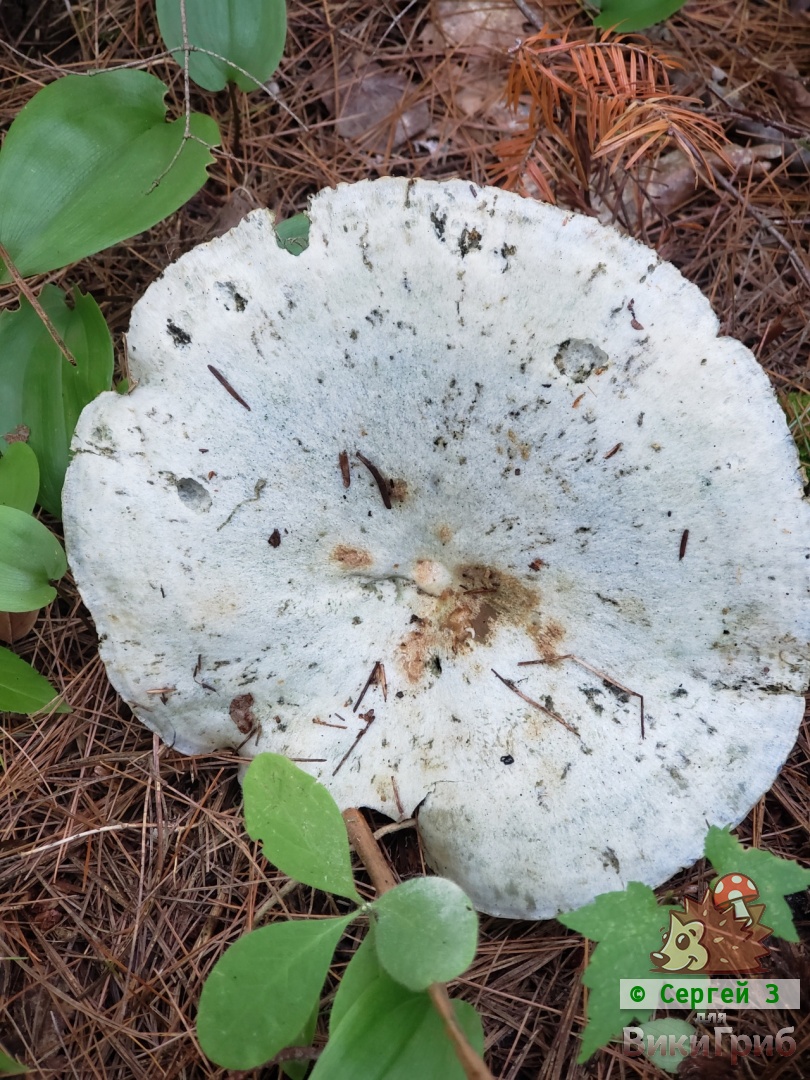 Млечник голубой - Lactarius indigo