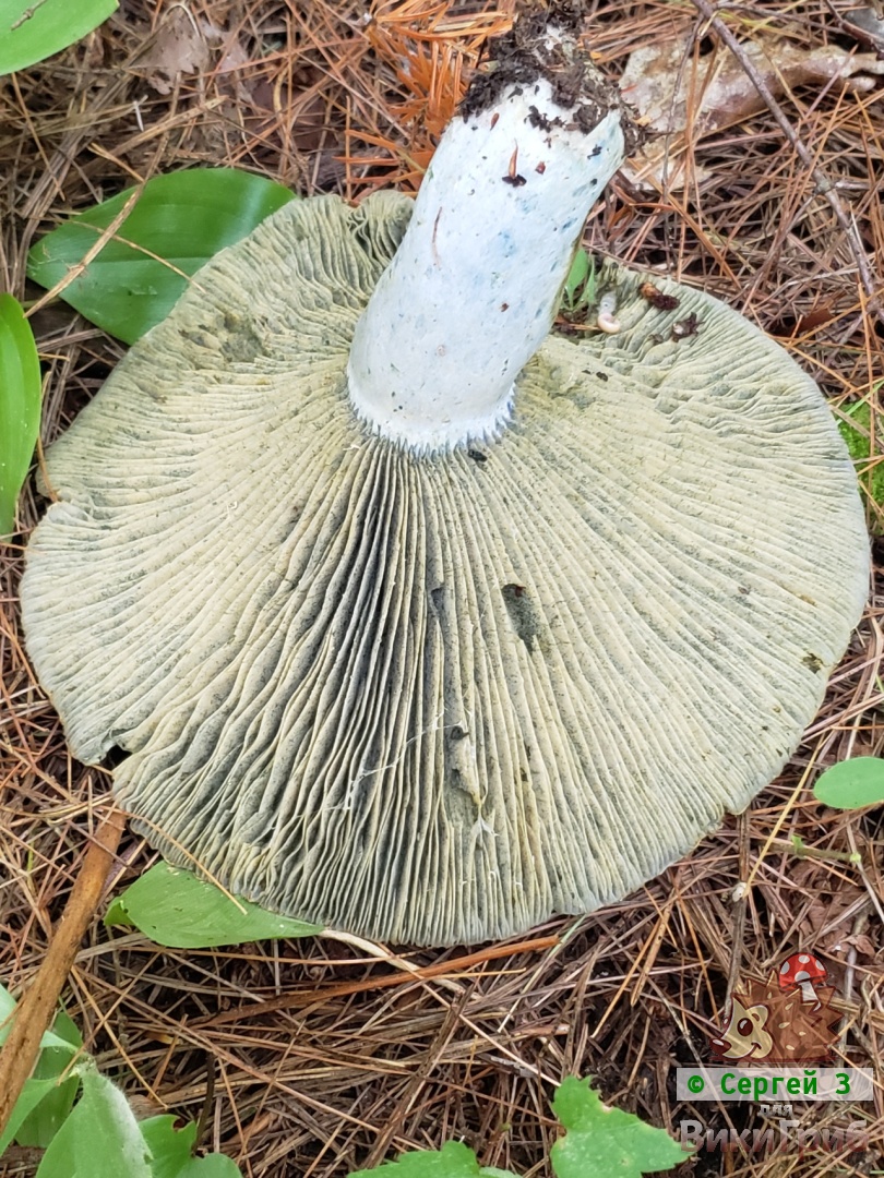 Млечник голубой - Lactarius indigo