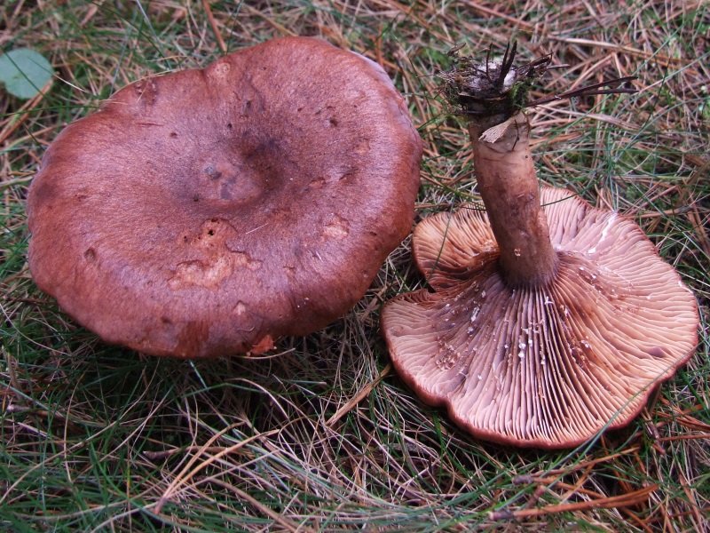 Млечник камфорный (Lactarius camphoratus)