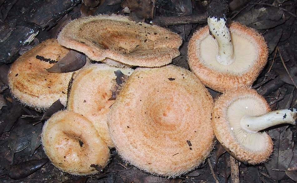 Млечник Мэра (Lactarius mairei)