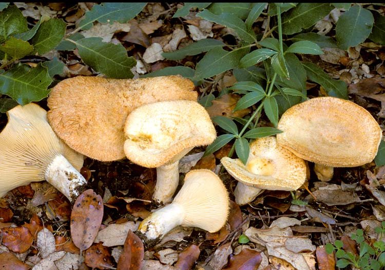 Млечник Мэра (Lactarius mairei)