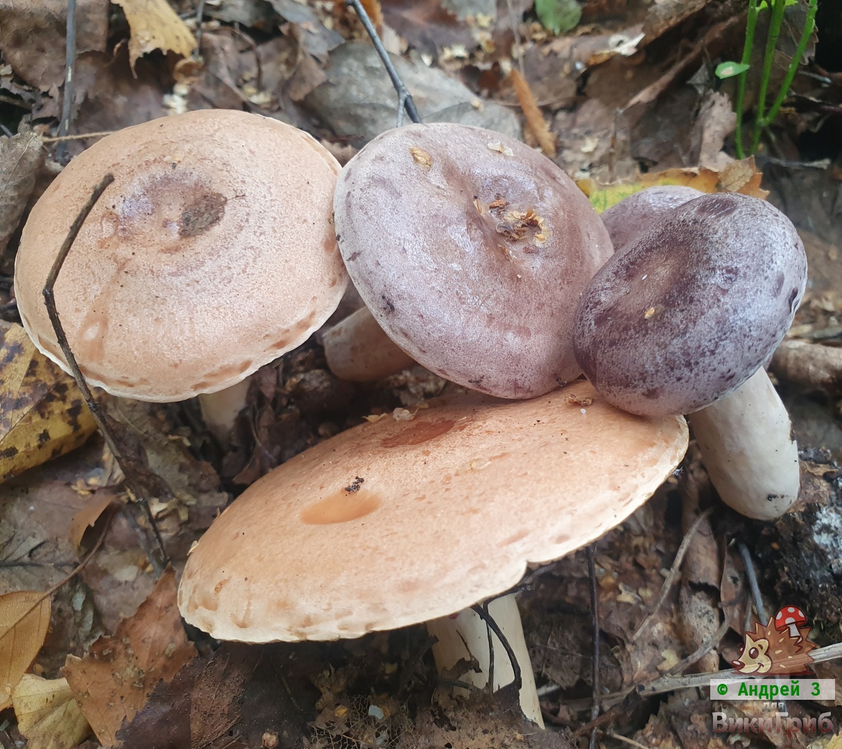 Млечник обыкновенный (Lactarius trivialis)