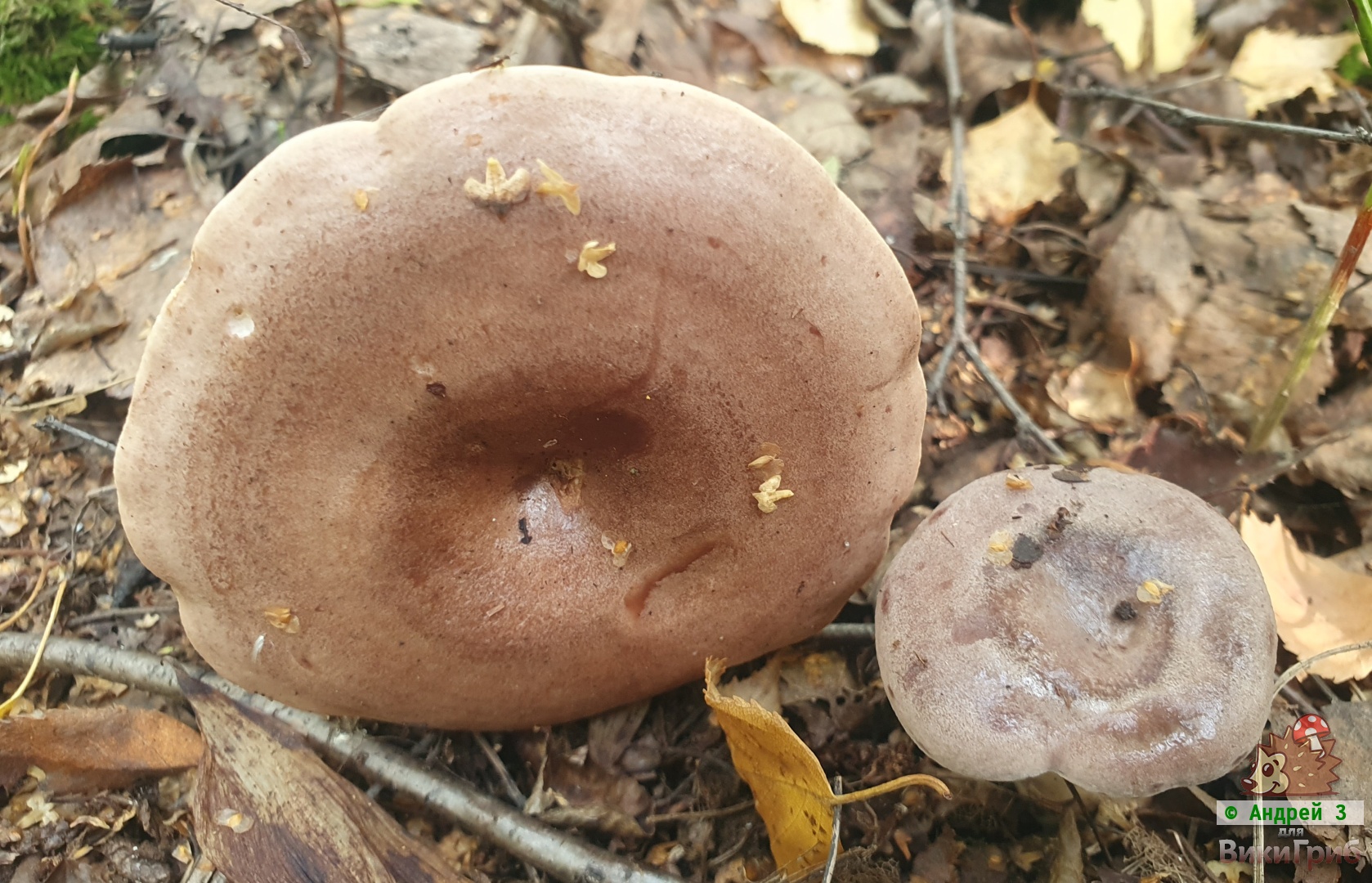 Млечник обыкновенный (Lactarius trivialis)