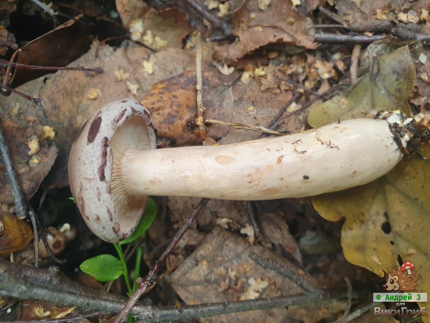 Млечник обыкновенный (Lactarius trivialis)