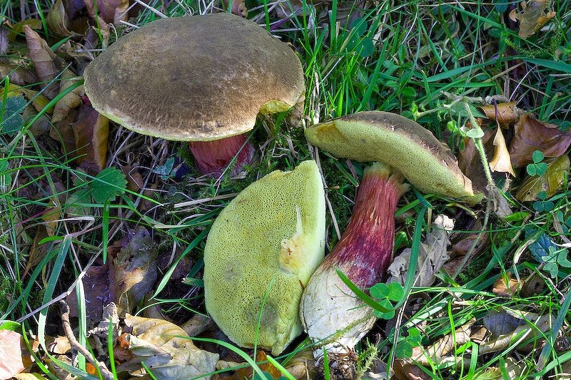 Моховик бархатный (Xerocomus pruinatus)