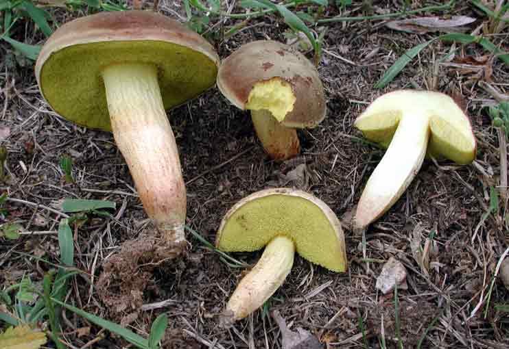 Моховик каштановый (Xerocomus spadiceus)