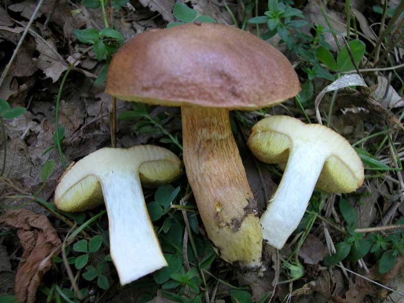 Моховик моравский (Xerocomus moravicus)