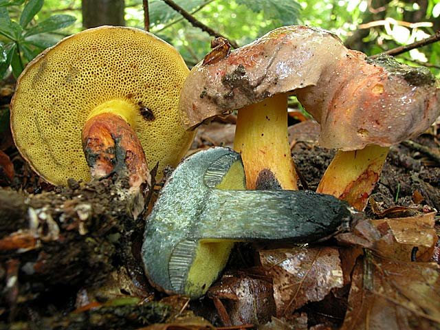 Моховик припорошенный (Boletus pulverulentus)