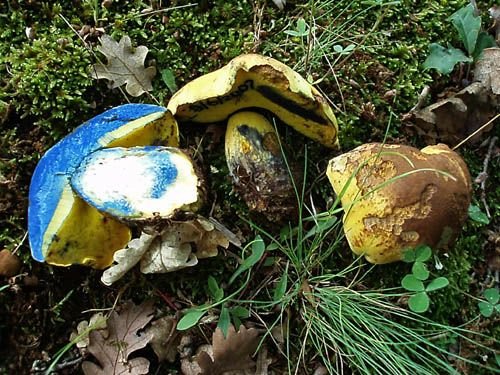 Моховик припорошенный (Boletus pulverulentus)