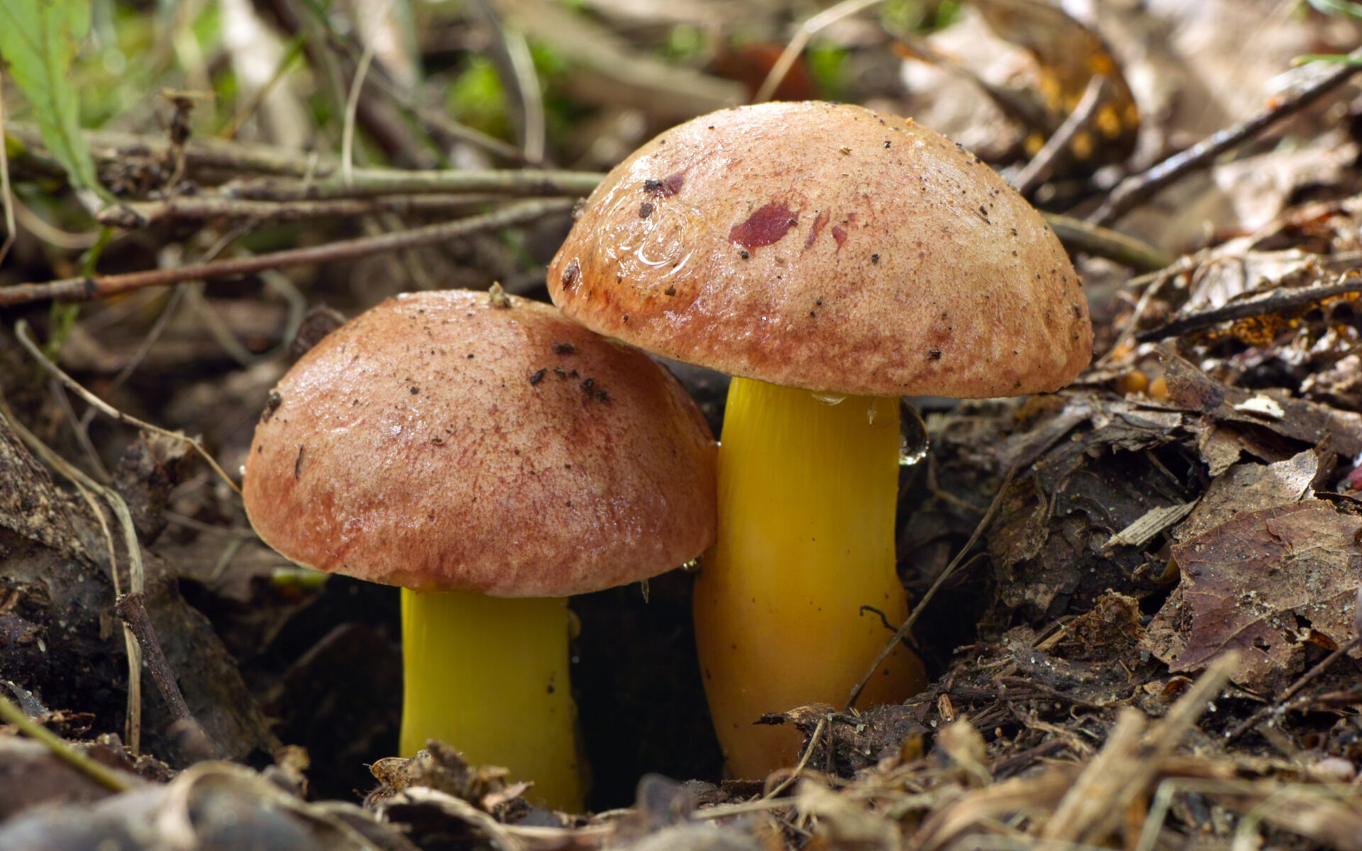 Моховик золотистый (Aureoboletus gentilis)