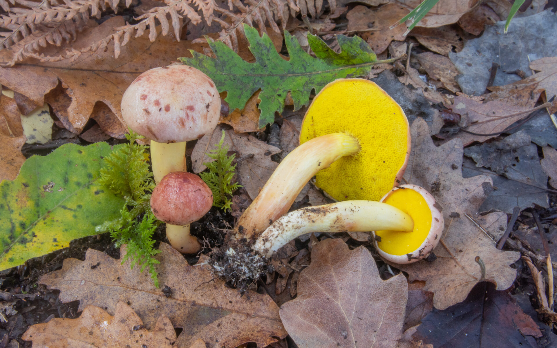 Моховик золотистый (Aureoboletus gentilis)