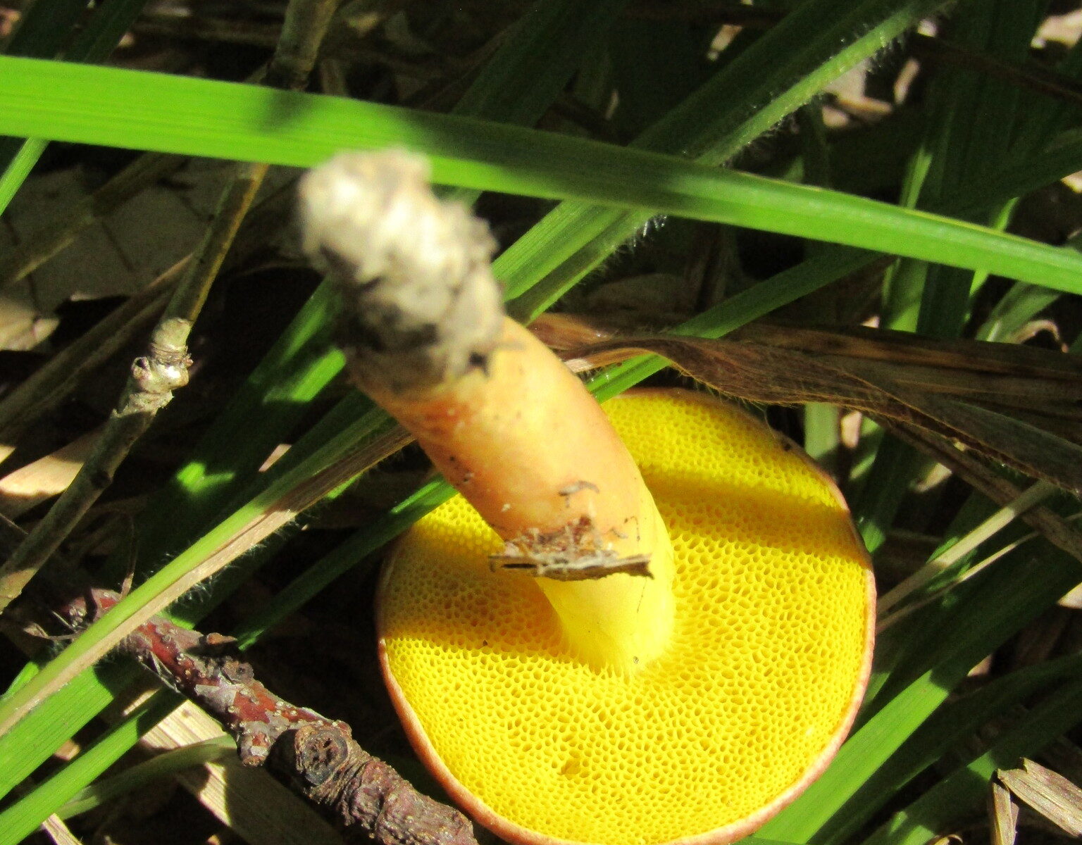 Моховик золотистый (Aureoboletus gentilis)