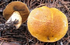 Маслёнок желто-бурый (Suillus variegatus)