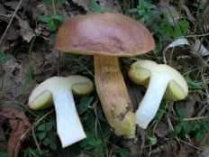 Моховик моравский (Aureoboletus moravicus)