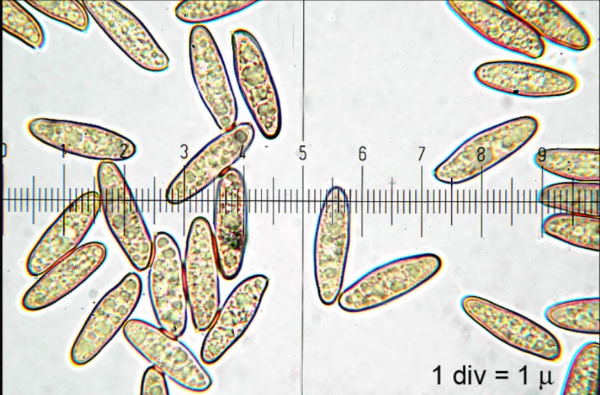 Gomphidius glutinosus