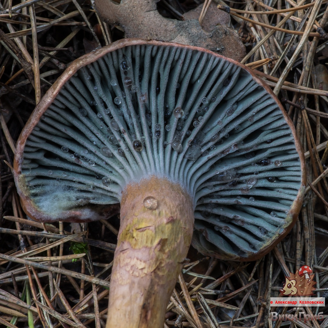 Chroogomphus rutilus - Мокруха пурпуровая