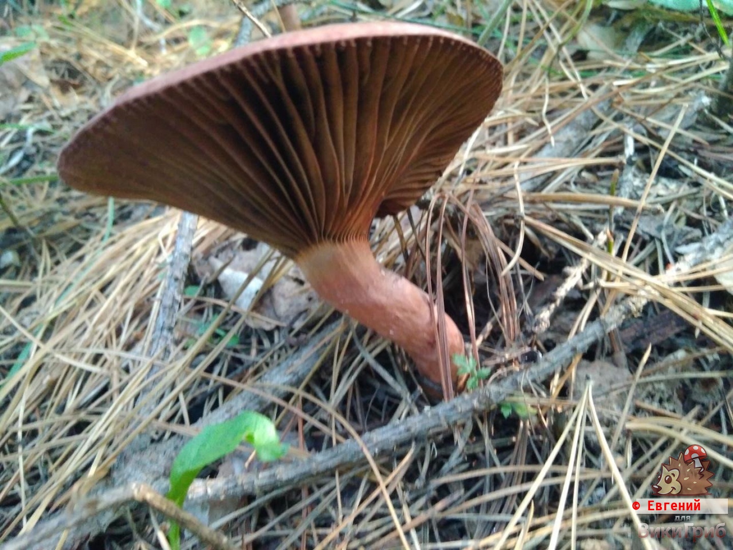 Chroogomphus rutilus - Мокруха пурпуровая