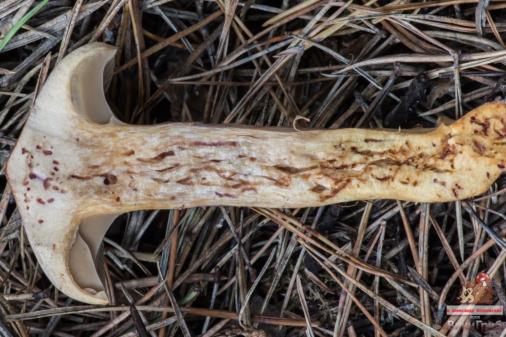 Chroogomphus rutilus - Мокруха пурпуровая