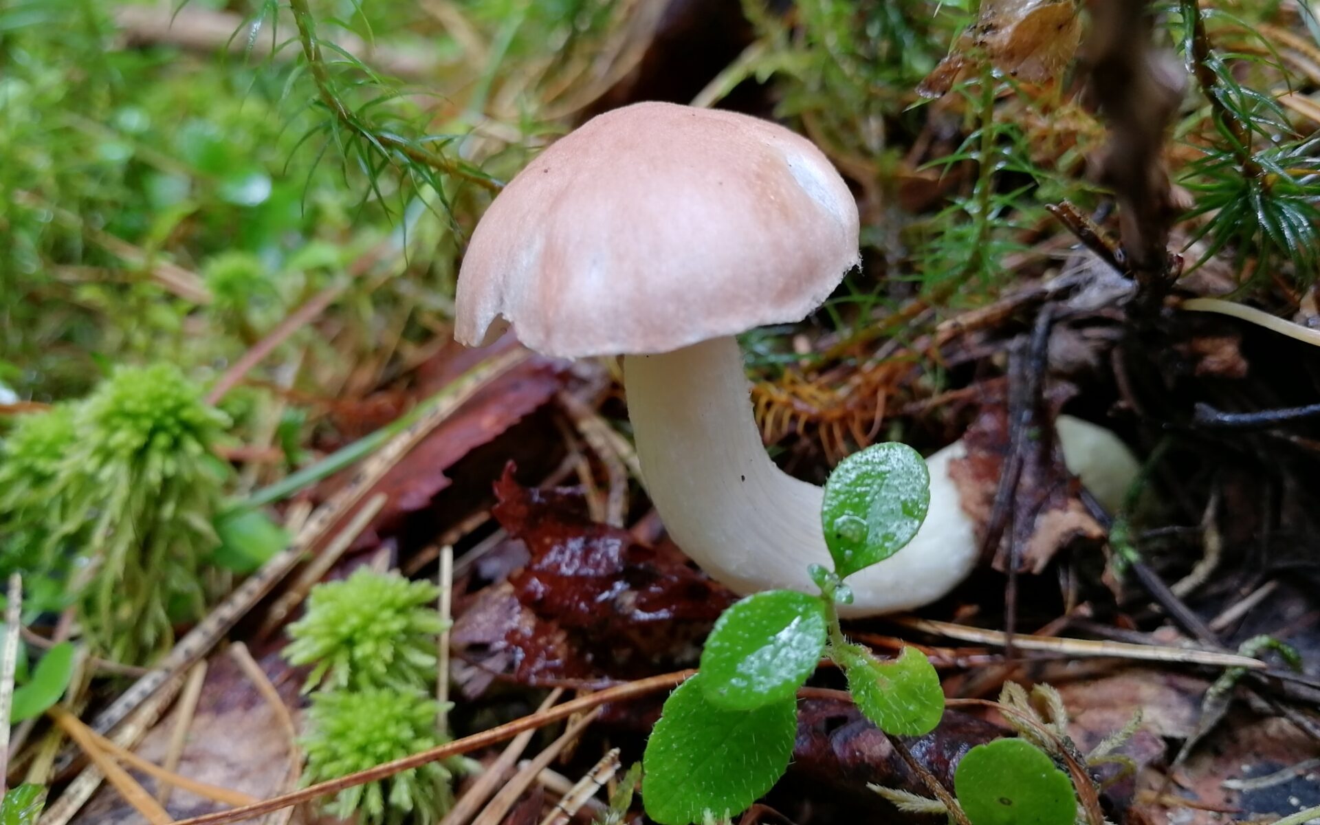 Мокруха жёлтоножковая (Chroogomphus flavipes)