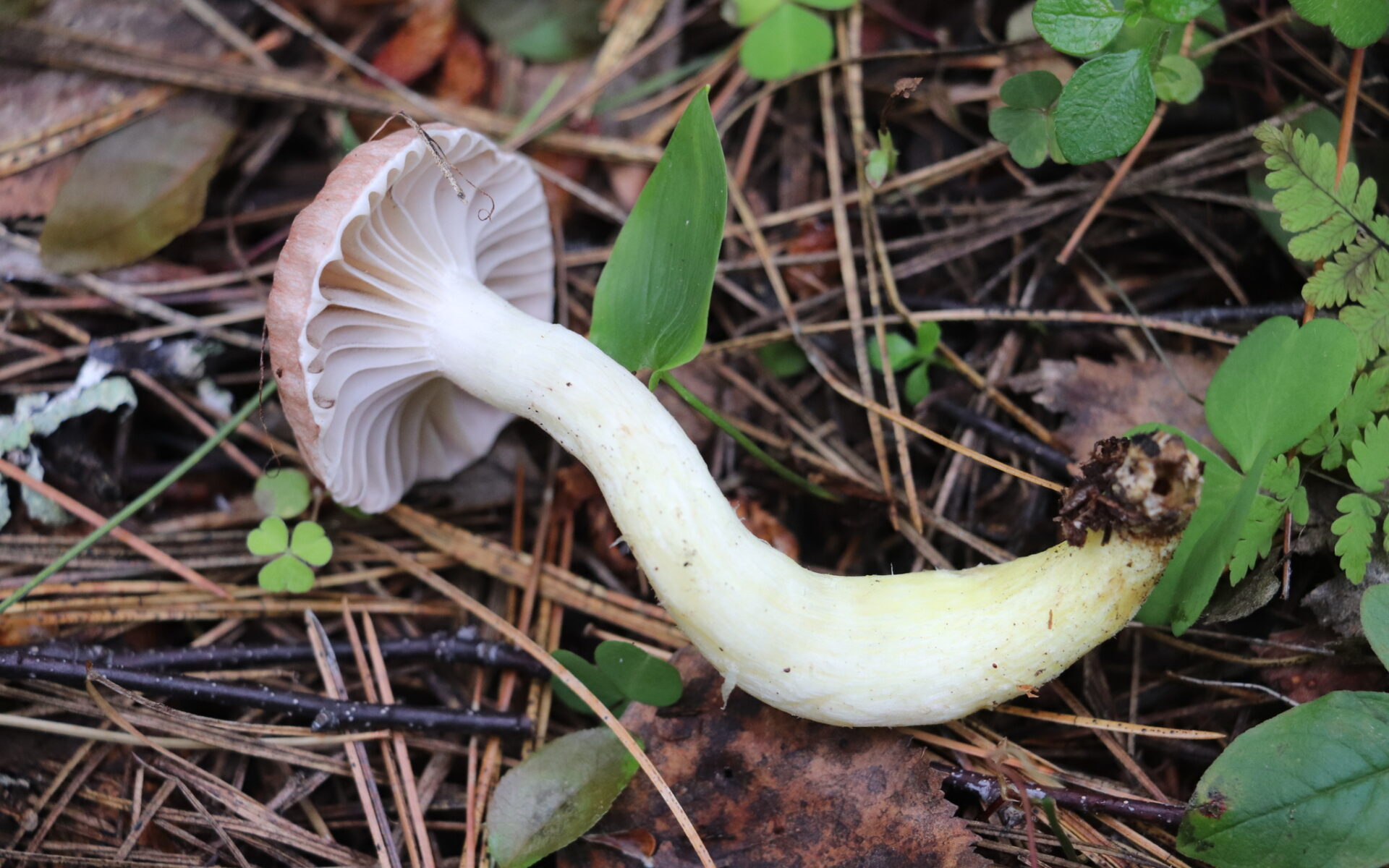 Мокруха жёлтоножковая (Chroogomphus flavipes)