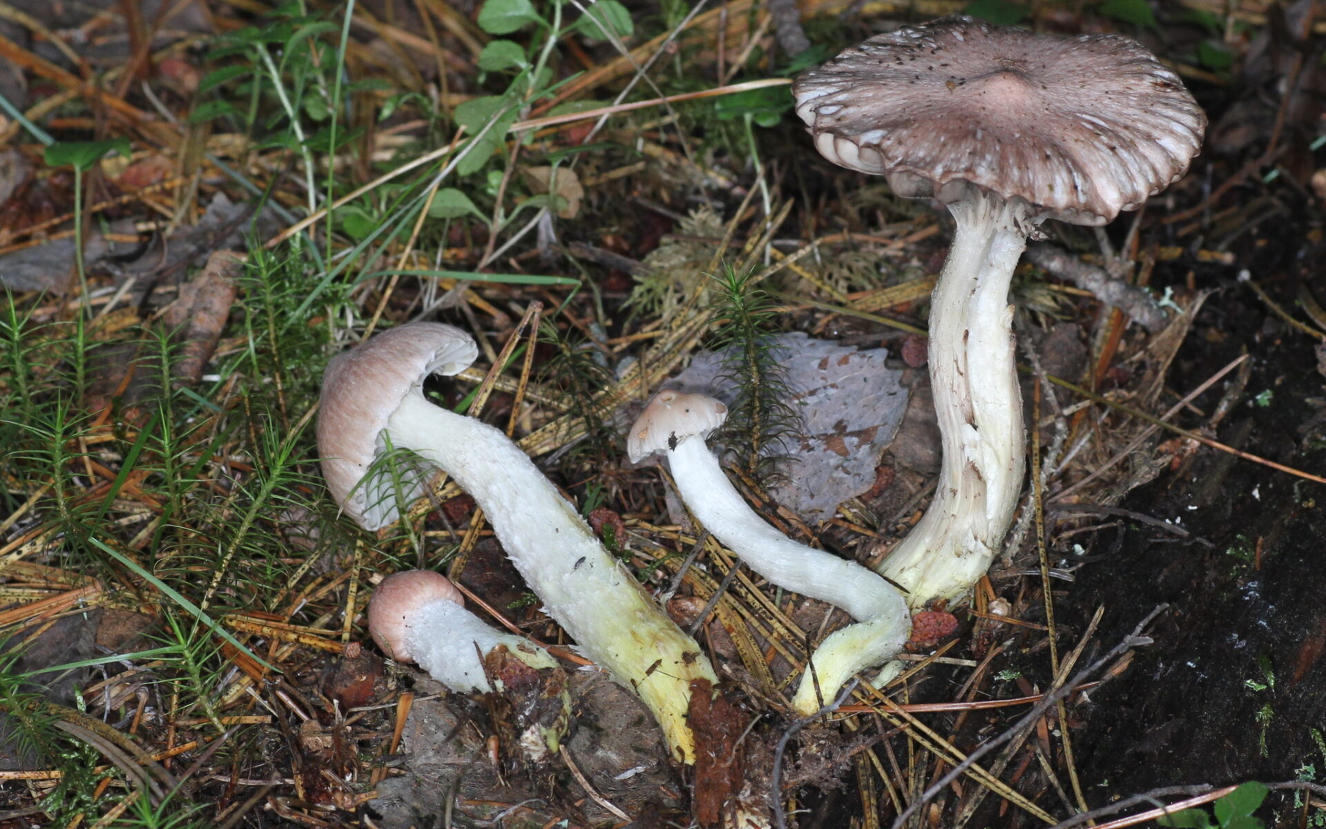 Мокруха жёлтоножковая (Chroogomphus flavipes)