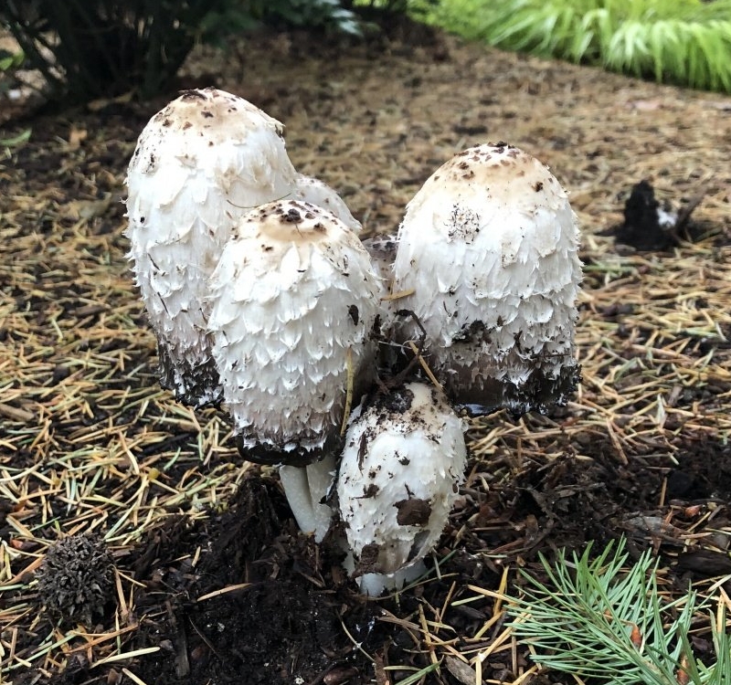 Coprinus comatus - Навозник белый