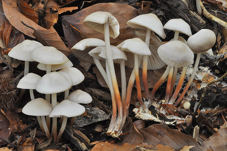 Негниючник шаровидный (Marasmius wynnei)