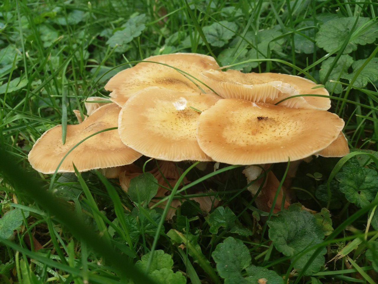 Armillaria cepistipes - Опенок луковичноногий