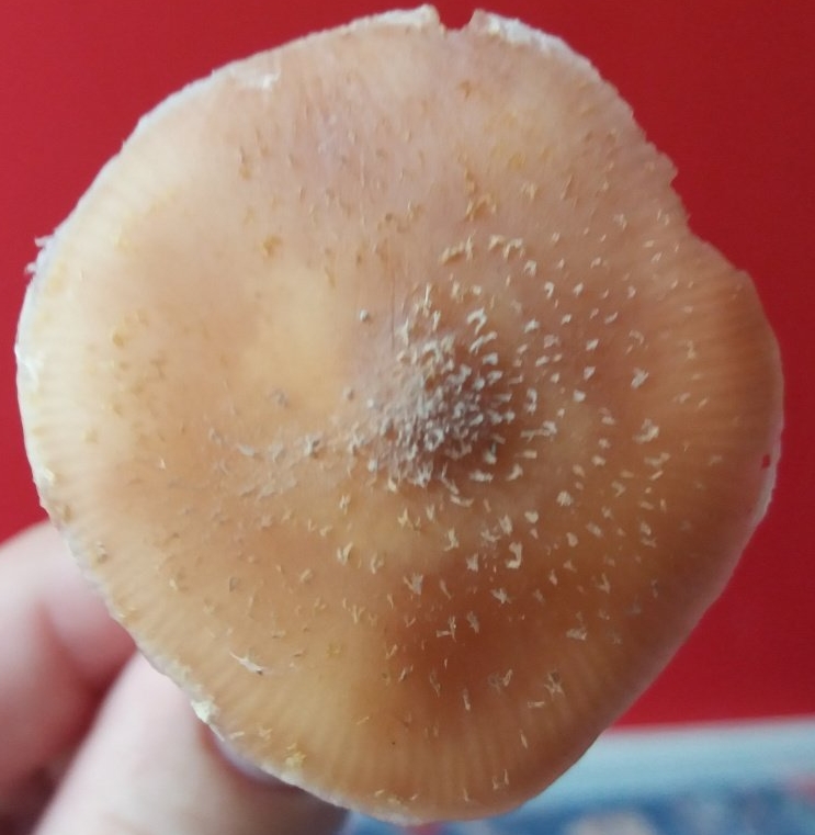 Armillaria cepistipes - Опенок луковичноногий