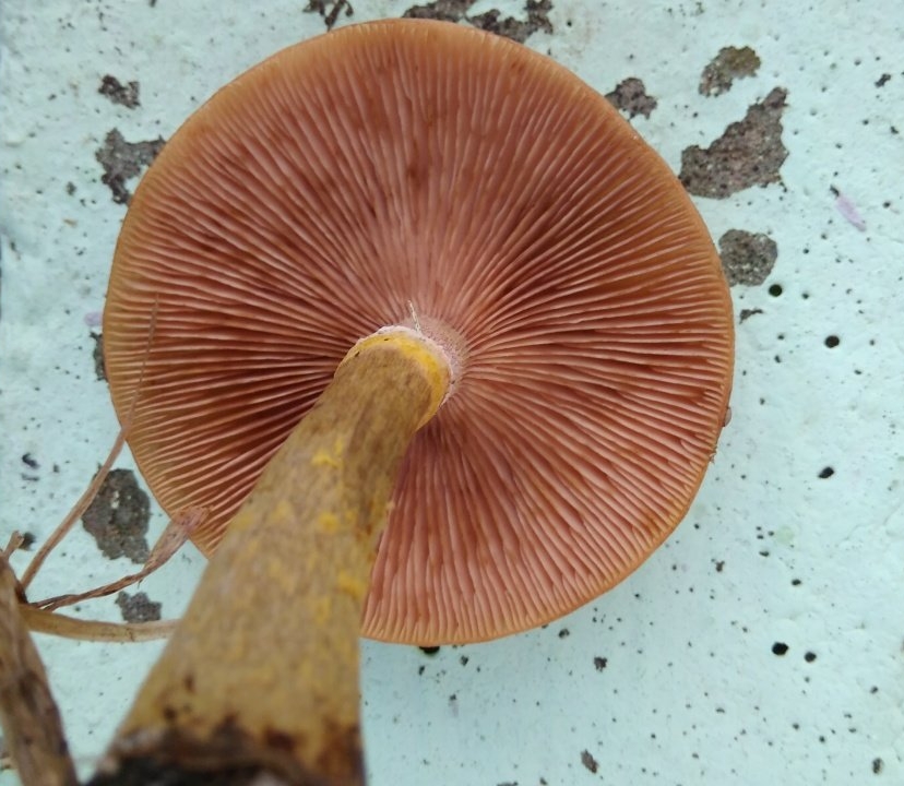 Armillaria cepistipes - Опенок луковичноногий