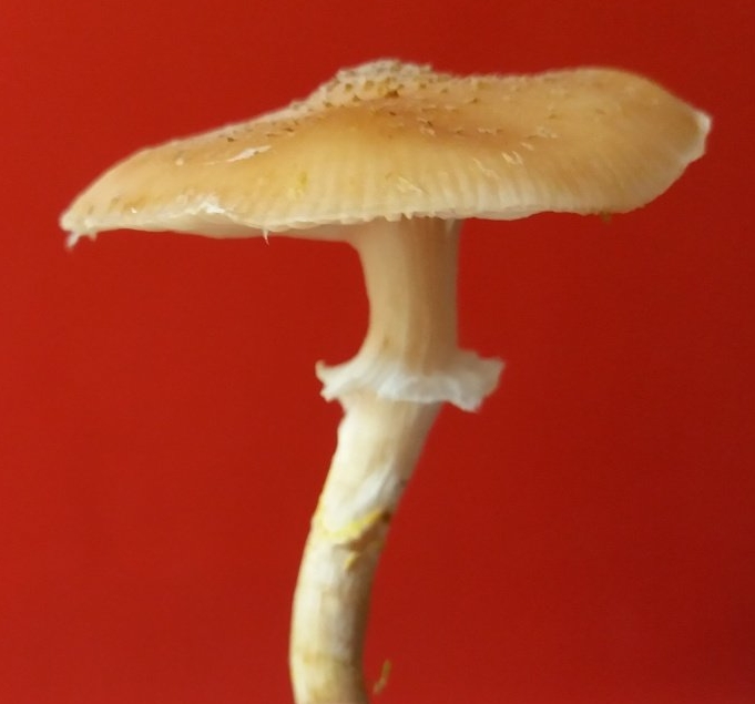 Armillaria cepistipes - Опенок луковичноногий