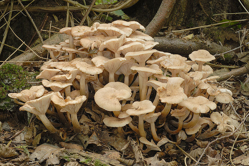 Опенок ссыхающийся (Armillaria tabescens)