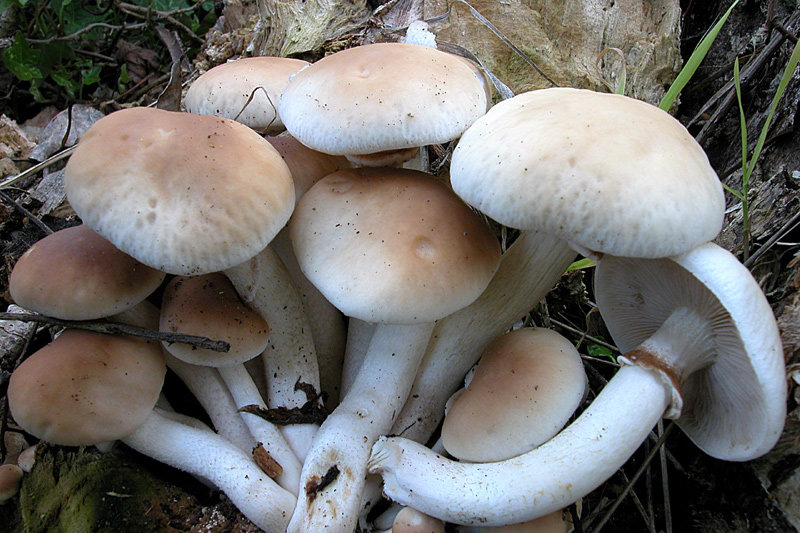 Опёнок тополиный (Agrocybe aegerita)