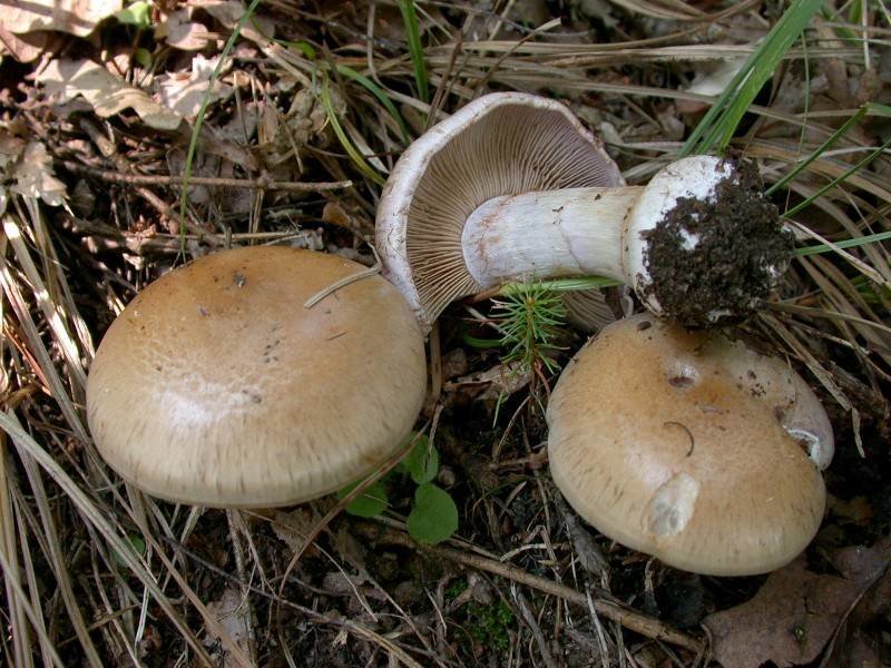 Паутинник большой (Cortinarius largus)