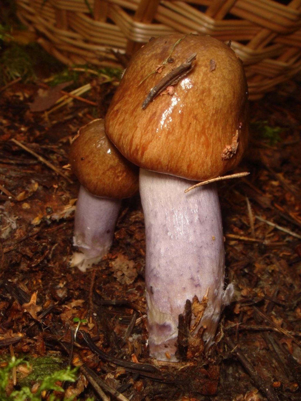 Паутинник пачкающий (Cortinarius collinitus)