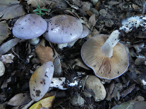 Паутинник сизо-голубой (Cortinarius caerulescens)