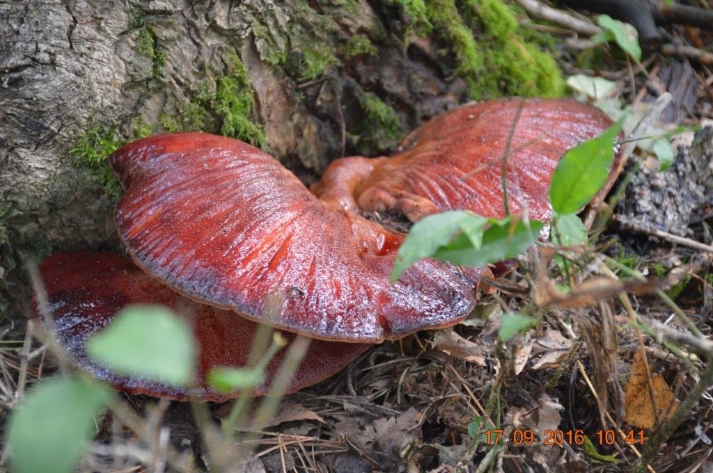 Печёночница обыкновенная - Fistulina hepatica