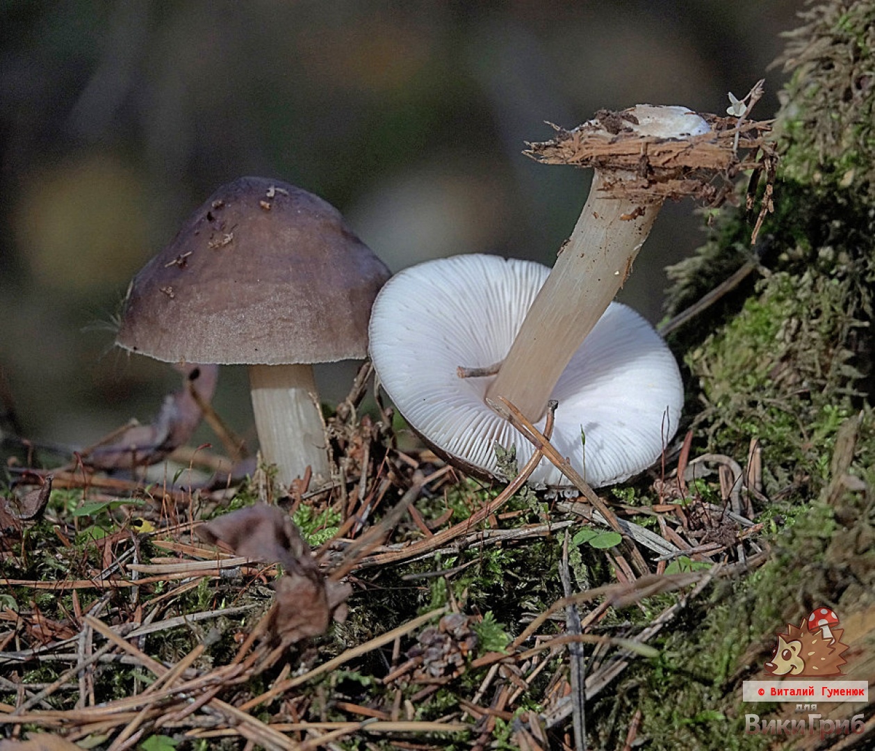 Pluteus cervinus - Плютей олений