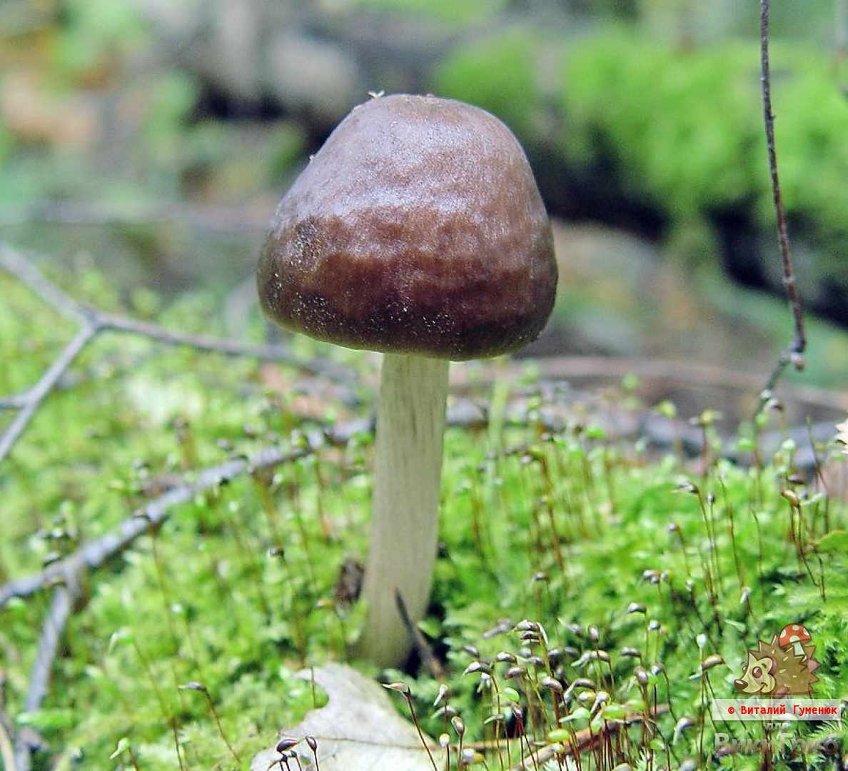 Pluteus cervinus - Плютей олений