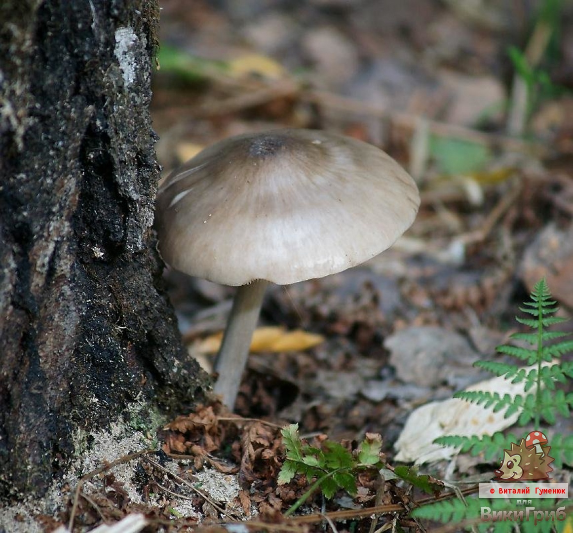 Pluteus cervinus - Плютей олений