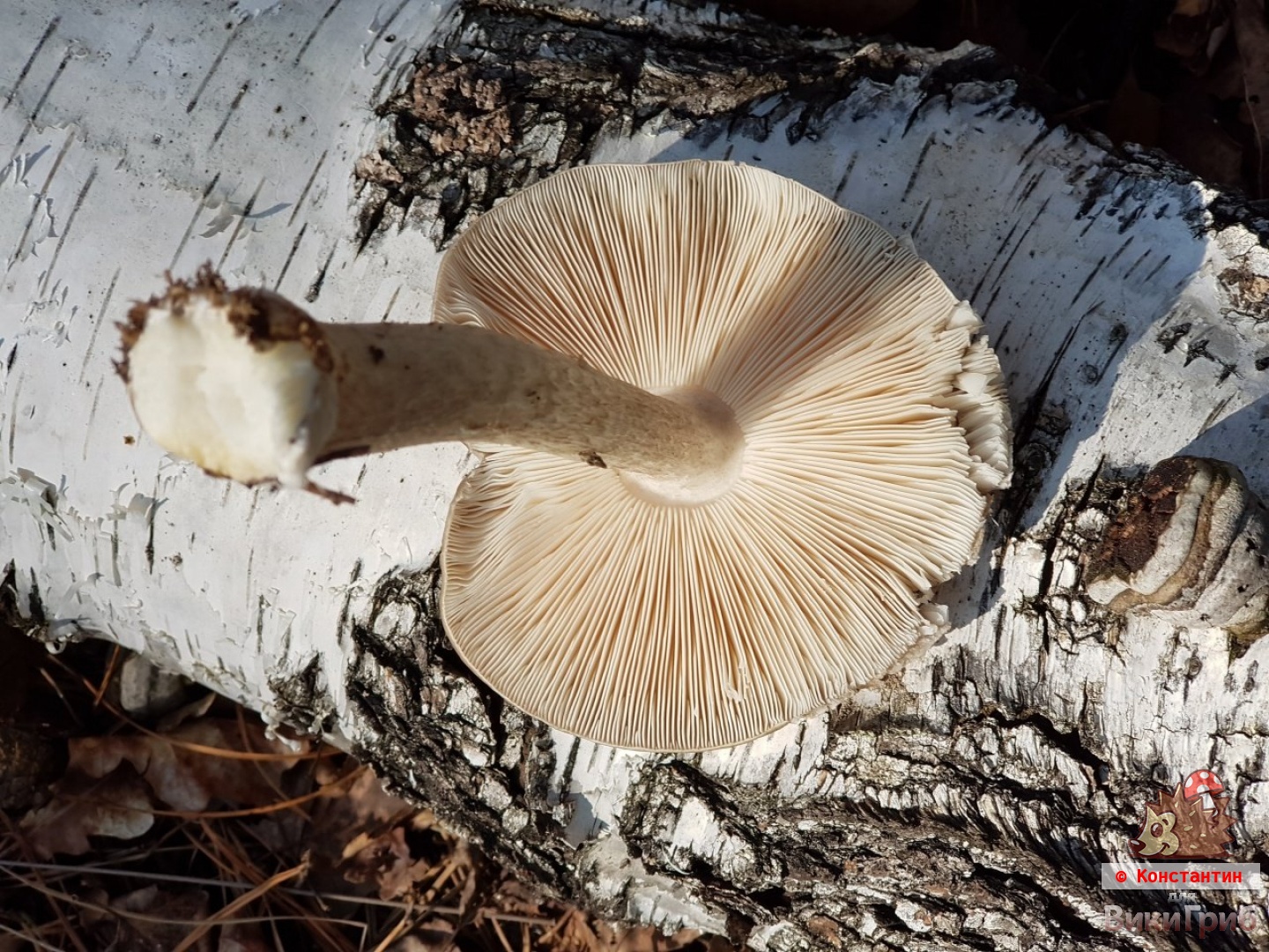 Pluteus cervinus - Плютей олений