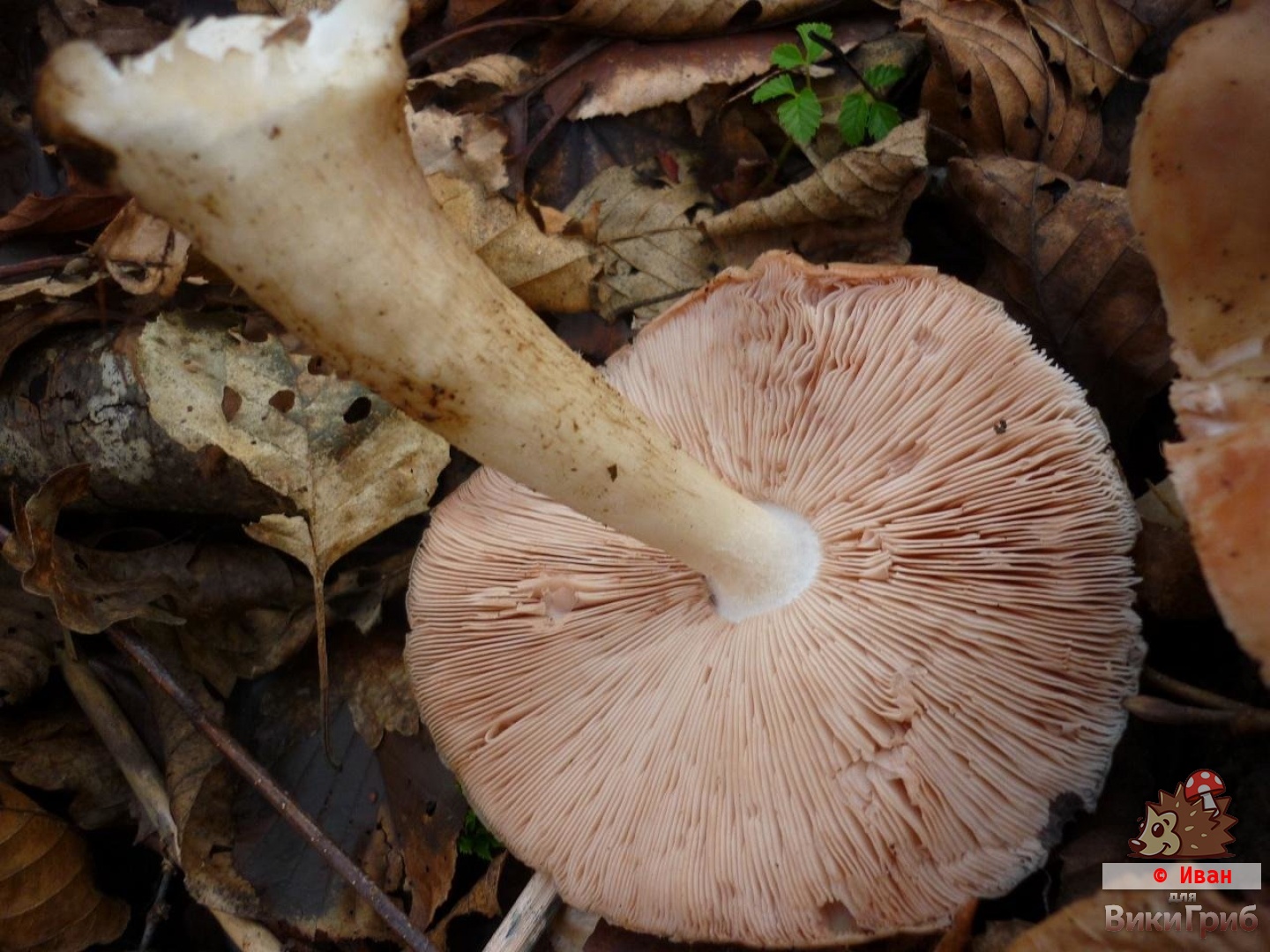 Pluteus cervinus - Плютей олений