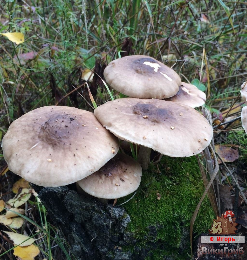 Pluteus cervinus - Плютей олений