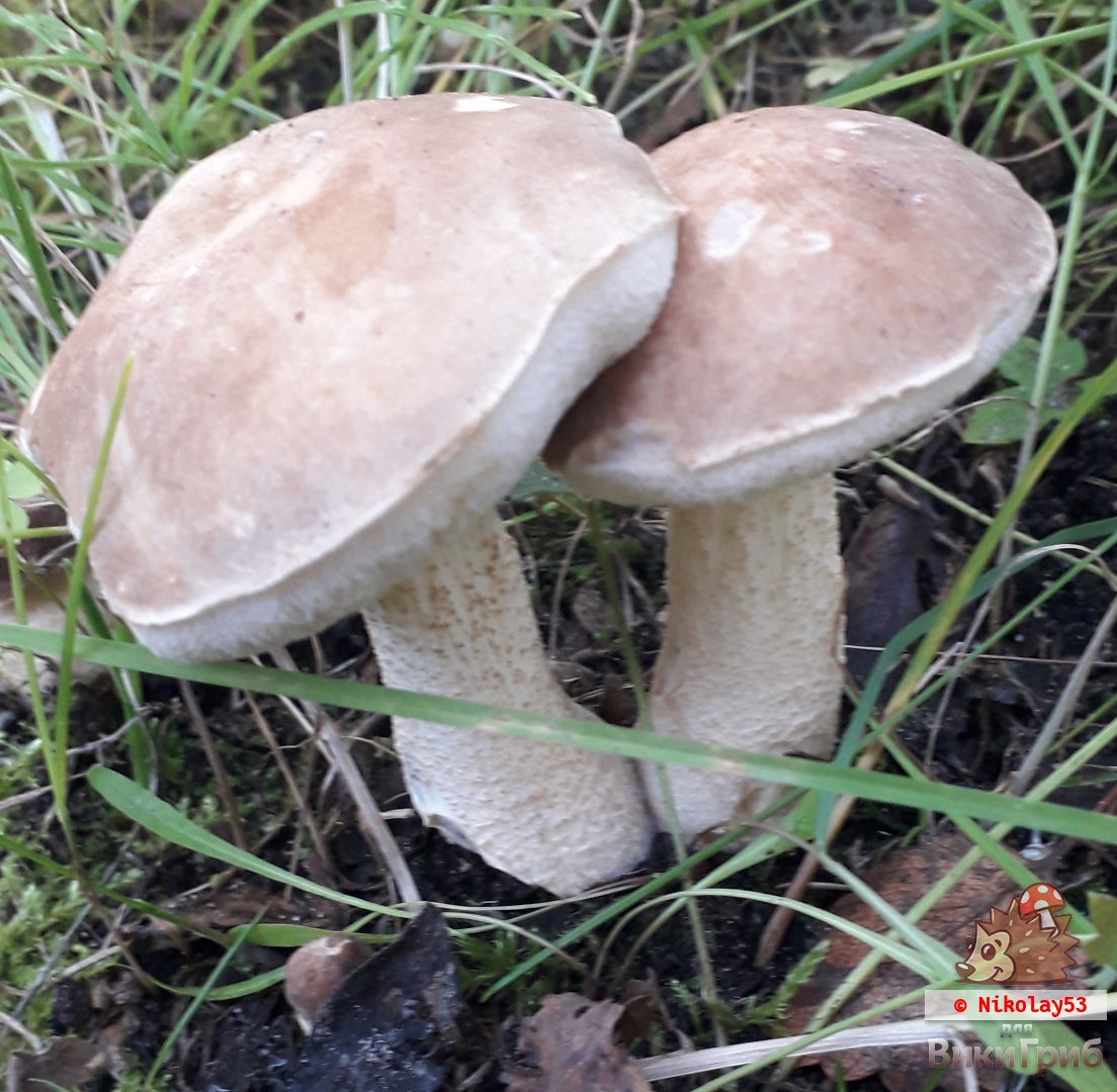 Leccinum rotundifoliae - Подберезовик тундровый