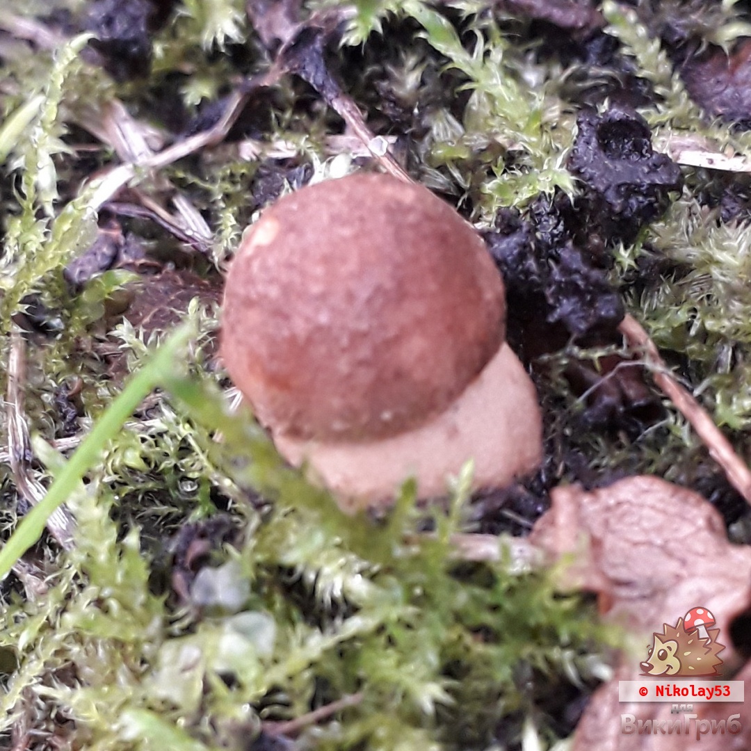 Leccinum rotundifoliae - Подберезовик тундровый