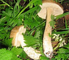 Подберезовик болотный (Leccinum holopus)