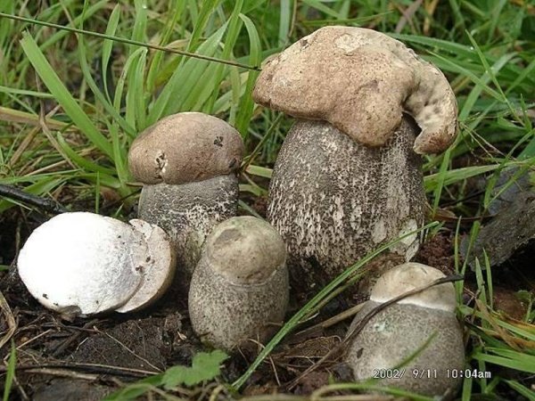 Подберезовик жестковатый (Leccinum duriusculum)